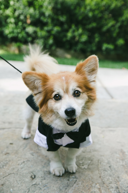 šuo vestuvėse dog in wedding