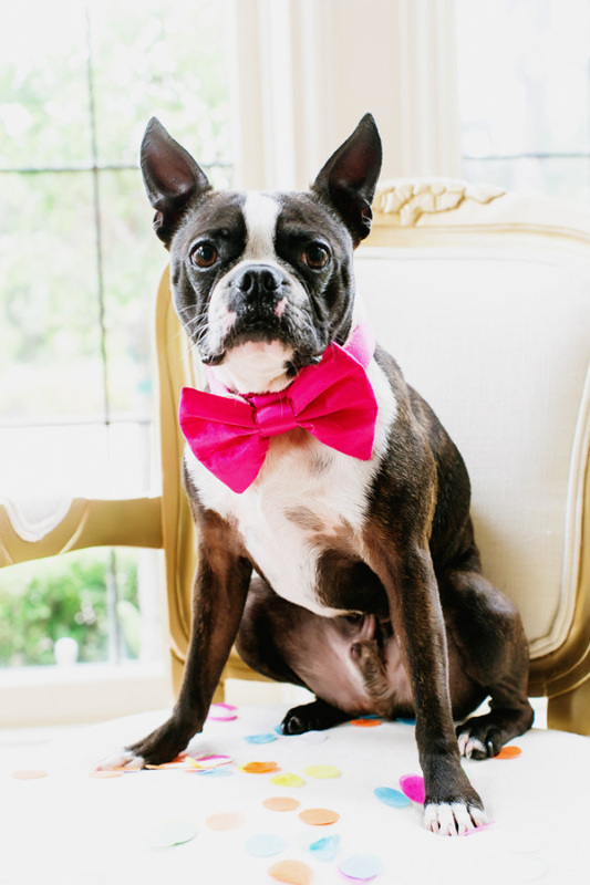 šuo vestuvėse dog in wedding